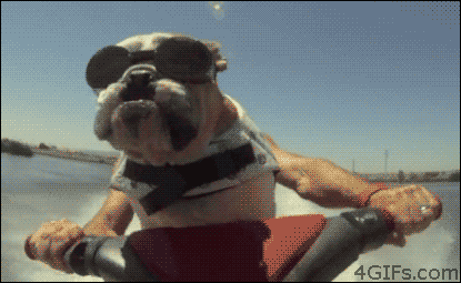 Cool Bull Dog Riding A Jet Ski GIF