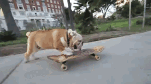Cool Bulldog Skateboarding GIF