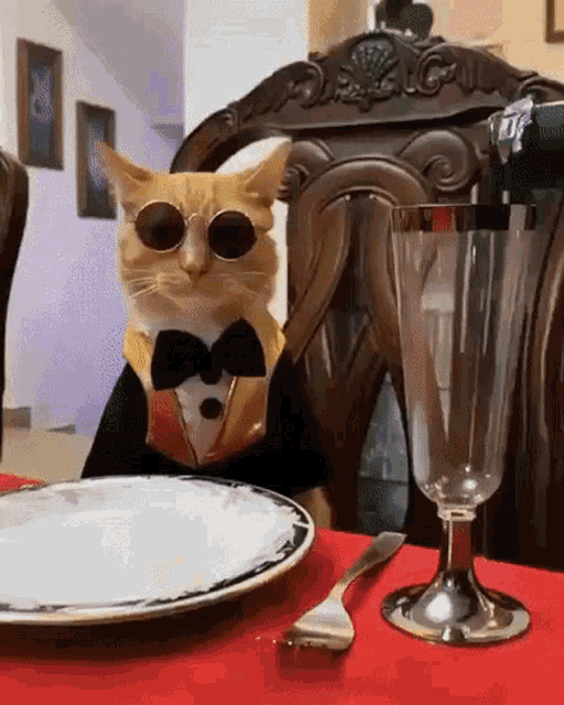 Cool Cat Drinking Wine GIF