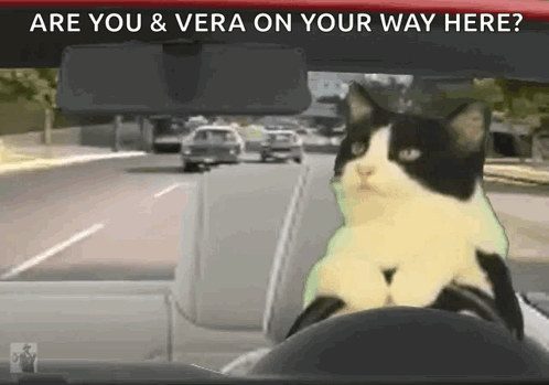 Cool Cat Driving Crazy GIF