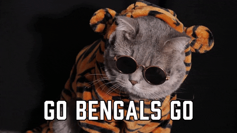 Cool Cat Go Bengals Go GIF