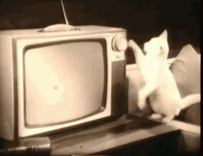 Cool Cat Opened Tv Watching Dog GIF
