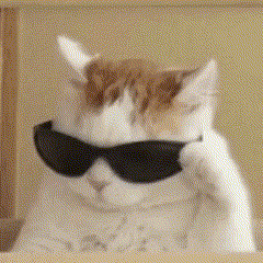 Cool Cat Wearing Sunglasses