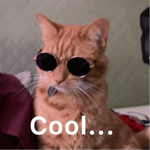 Cool Cat Wearing Sunglasses GIF