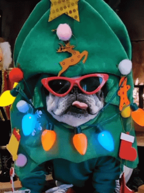 Cool Christmas Costume Christmas Dog GIF