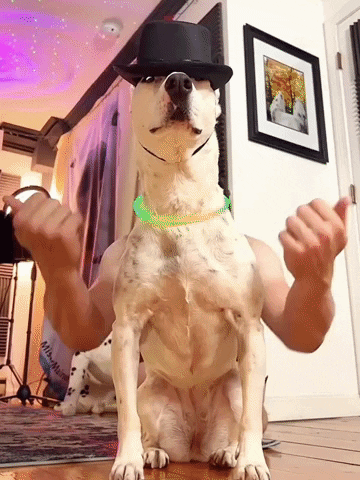 Cool Cowboy Dog Meme GIF