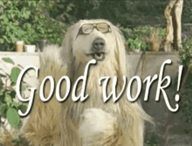 Cool Dog Glasses Clapping Great Work GIF 