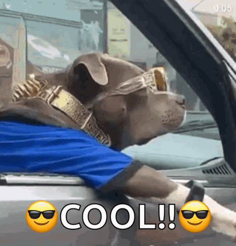 Cool Dog Joyride In Car GIF