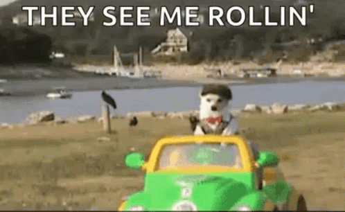 Cool Dog Riding Car They See Me Rollin GIF