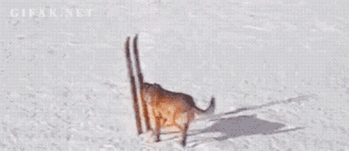 Cool Dog Skiing Snow GIF