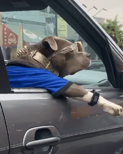 Cool Dog Wearing Sunglasses GIF