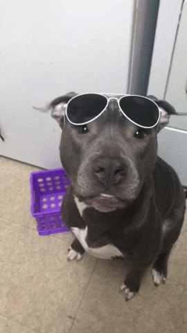 Cool Dog Woof GIF