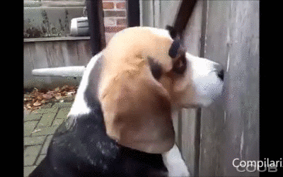 Cool Eyebrows Compilation GIF