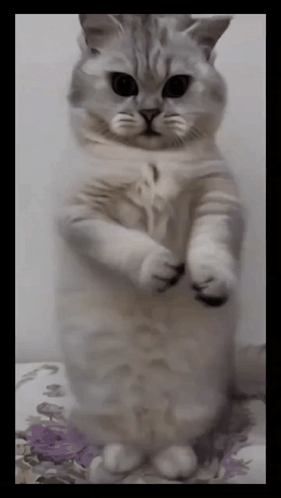 Cool Flawless Dancing Cat Meme GIF