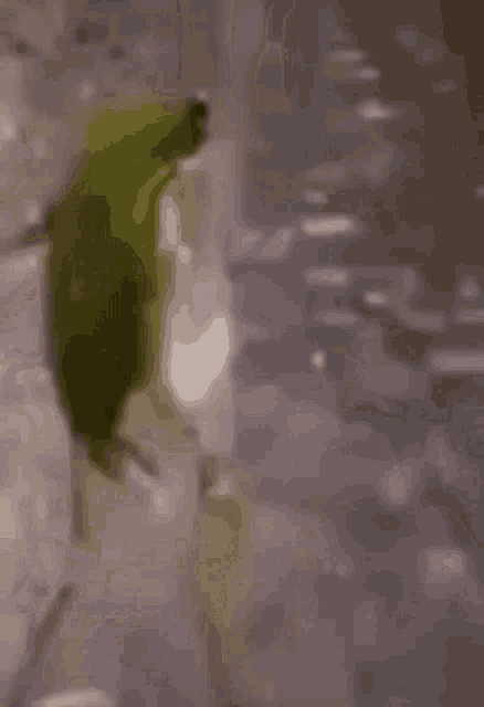 Cool Frog Dancing In The Rain GIF