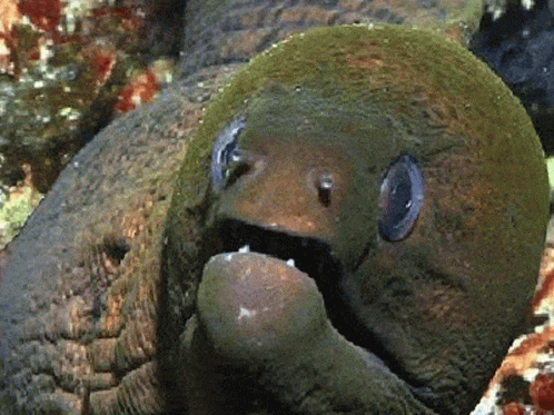 Cool Giant Eel Sunglasses Filter GIF