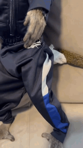 Cool Monkey Sports Attire Meme GIF