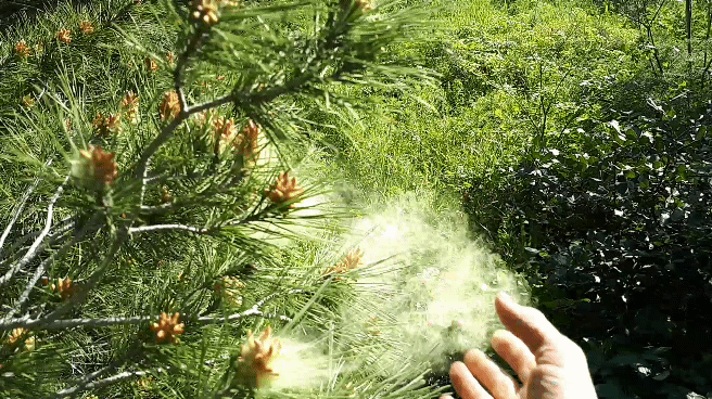 Cool Plant Releasing Powder GIF