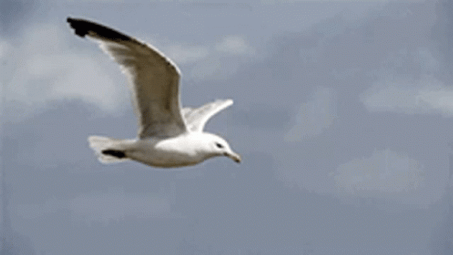 Cool Seagull Flying Freely In The Air GIF