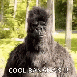Coolio Banana's Cool GIF
