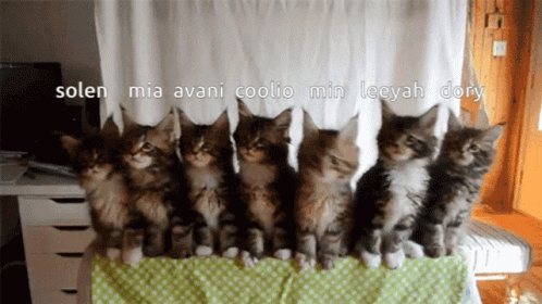 Coolio Cats In Sync GIF