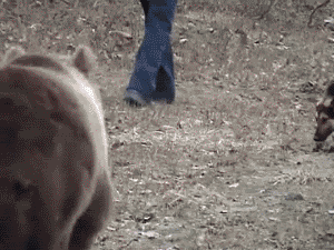 Cop Chased By Brown Bear GIF
