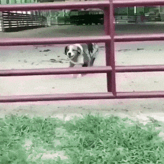 Copy Of Bill Of Rights GIF