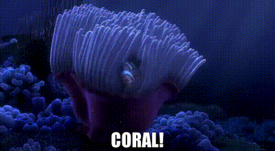 Coral Reef With Fish Swimming Around Saying Coral GIF