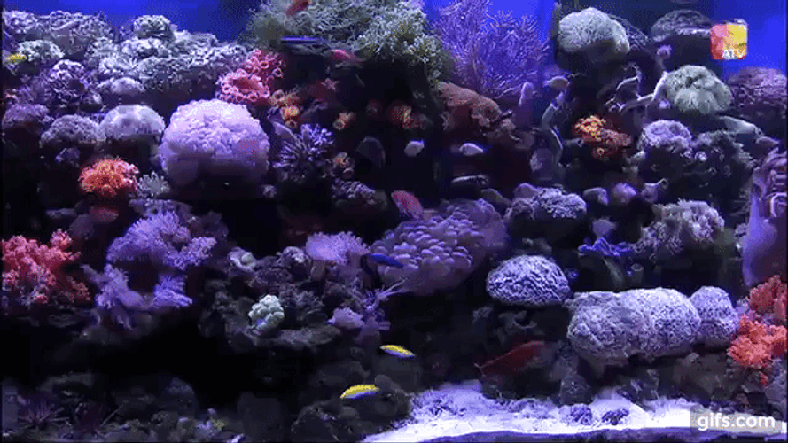 Coraline Algae Fish Hbaitat GIF