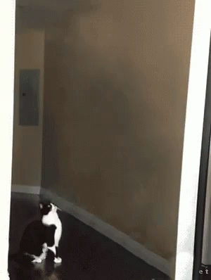 Corgi Blowing Pink Bubblegum Balloon GIF