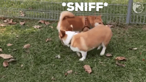 Corgi Butt Sniff GIF