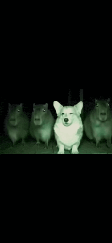 Corgi Capybara Gif GIF