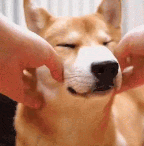 Corgi Chubby Cheeks GIF