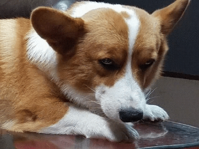 Corgi Death Stare GIF