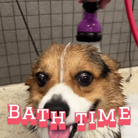 Corgi Dog Bath Time GIF