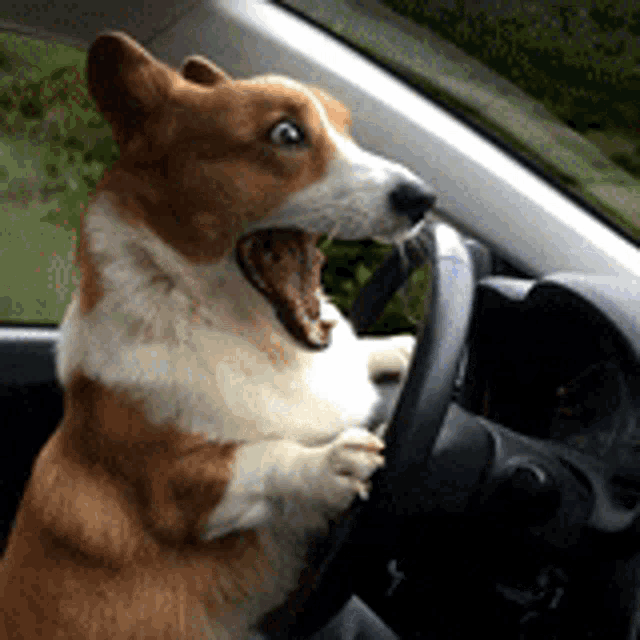 Corgi Dog Driving GIF