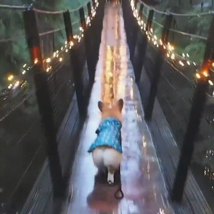 Corgi Dog In Forest Bridge GIF