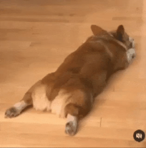 Corgi Dog Lying on Back on Wooden Floor