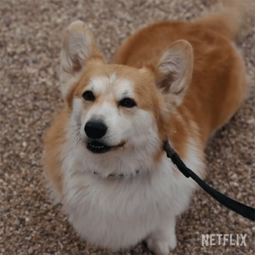 Corgi Dog on Leash Looking Up