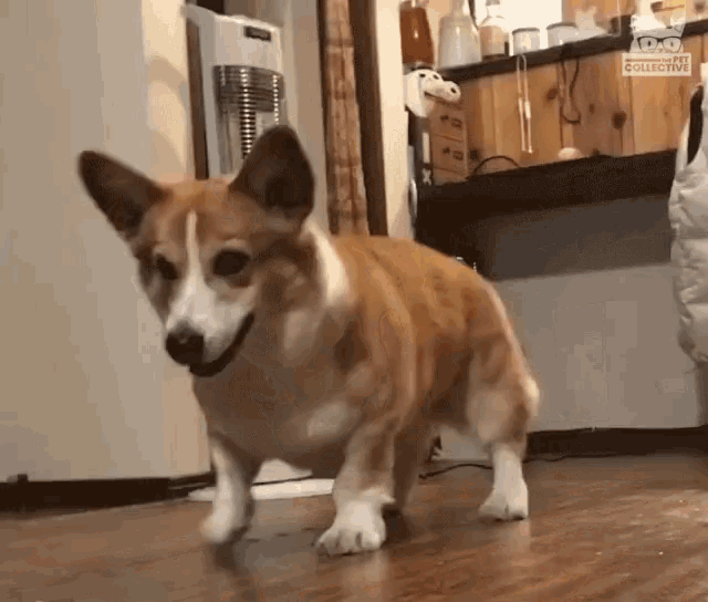 Corgi Dog Tap Dancing GIF