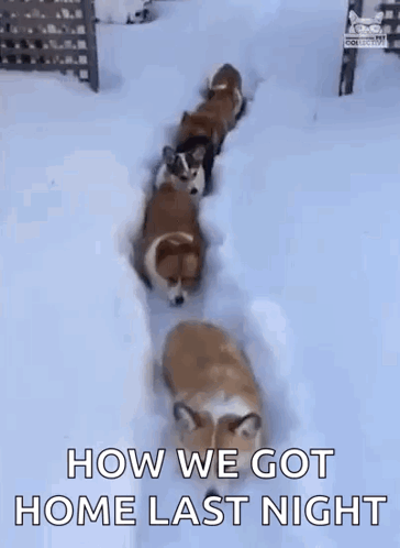 Corgi Dogs Running in Snow