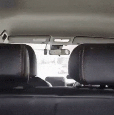 Corgi Eating Hotdog GIF