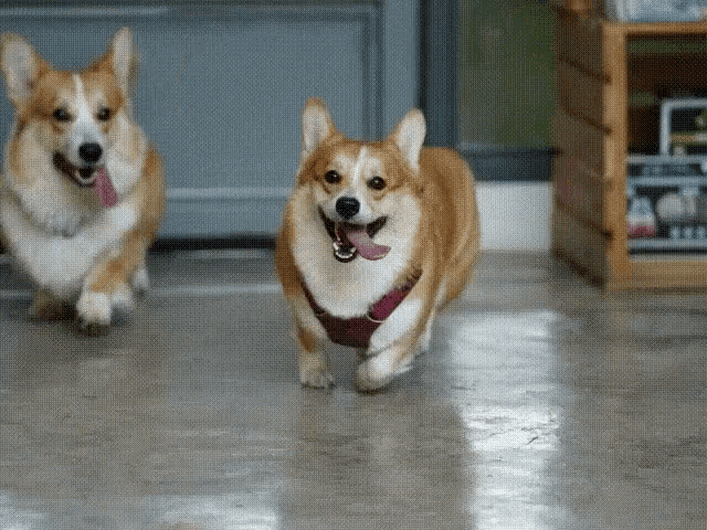 Corgi Happy Running GIF