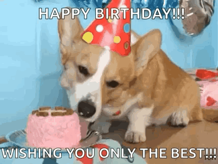 Corgi in Party Hat Eating Pink Birthday Cake