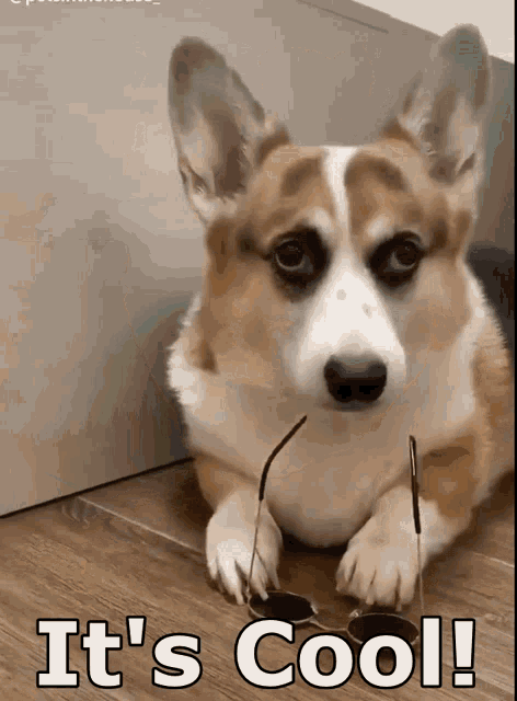Corgi It's Cool GIF