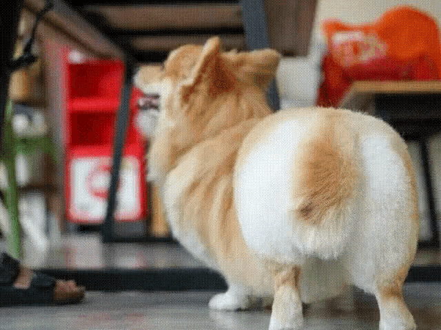 Corgi Look Back GIF