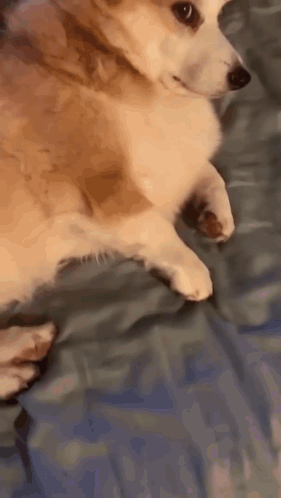 Corgi Lying on Blue Blanket
