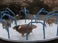 Corgi Merry Go Round Ride GIF