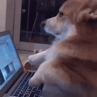 Corgi Playing Laptop GIF