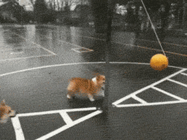 Corgi Playing Tetherball GIF